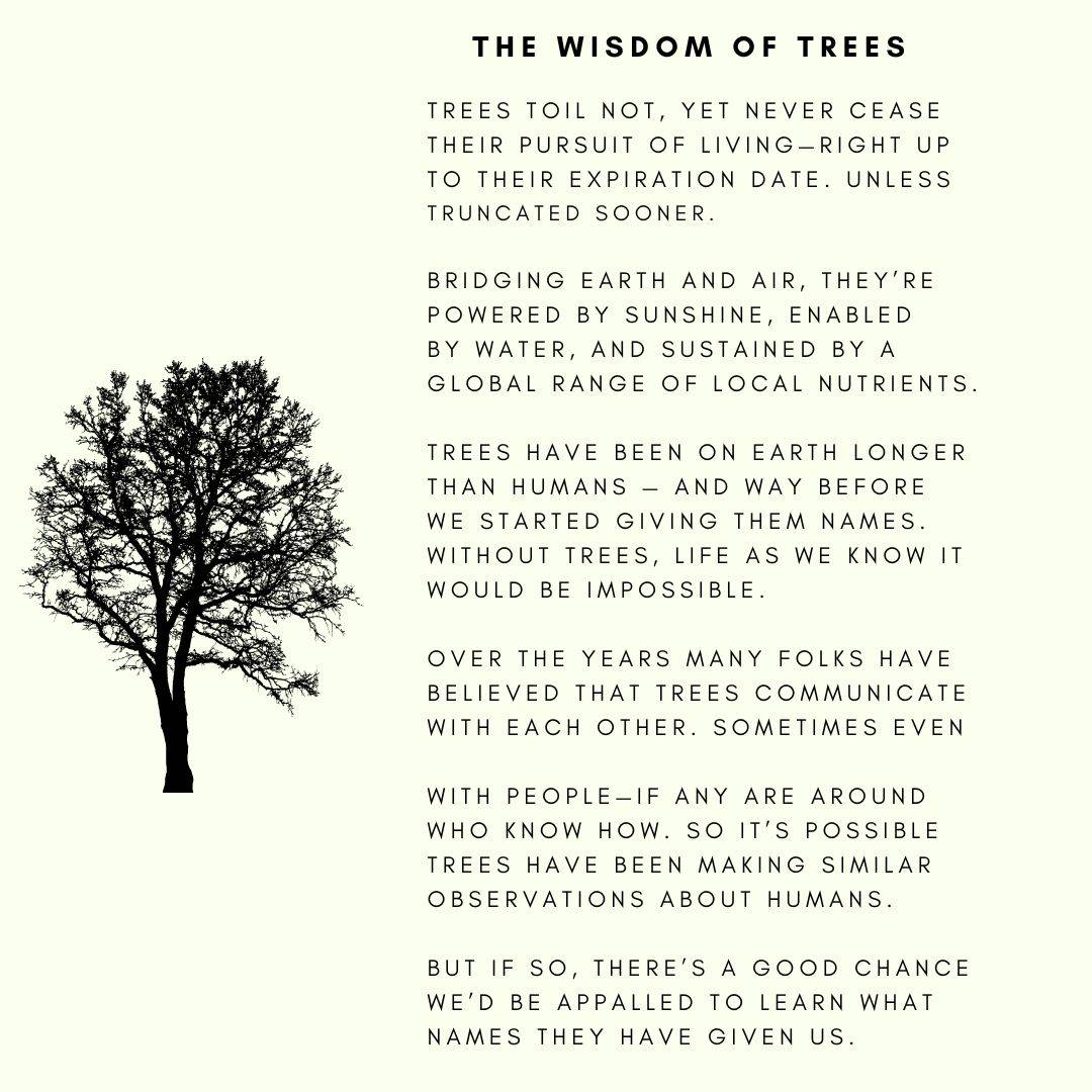 The wisdom of trees